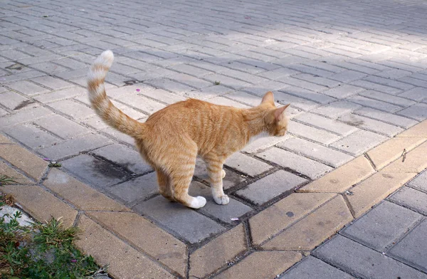 Бездомный Кот Ходит Улице — стоковое фото