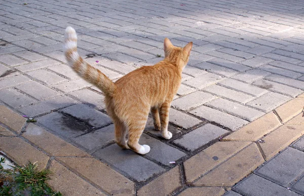 Homeless Cat Walks Street — 스톡 사진