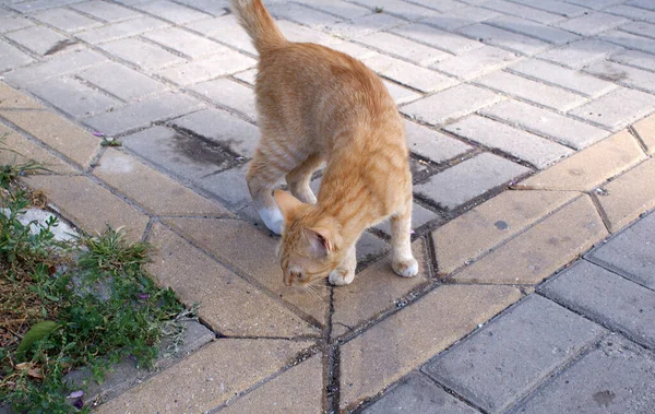 无家可归的猫在街上散步 — 图库照片