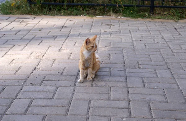 Gato Sem Teto Descansando Rua — Fotografia de Stock