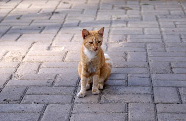 Homeless Cat Resting Street — Stok fotoğraf