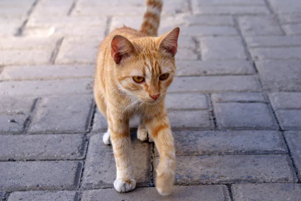 Gato Sem Teto Caminha Rua — Fotografia de Stock