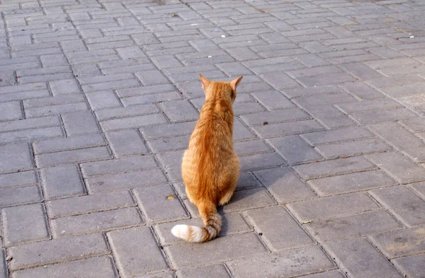 Gato Sem Teto Descansando Rua — Fotografia de Stock