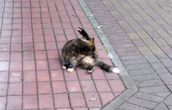 Gato Sin Hogar Descansando Calle —  Fotos de Stock