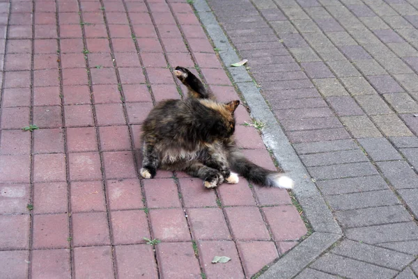 Obdachlose Katze Ruht Auf Der Straße — Stockfoto