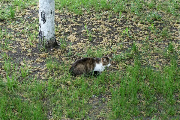 Chat Sans Abri Reposant Dans Rue — Photo