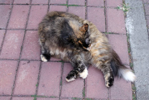 Chat Sans Abri Reposant Dans Rue — Photo