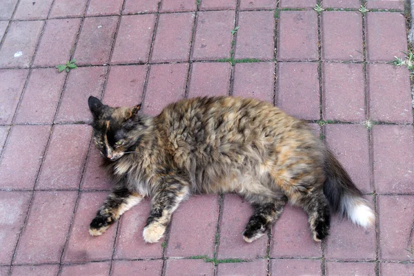 Gato Sem Teto Descansando Rua — Fotografia de Stock