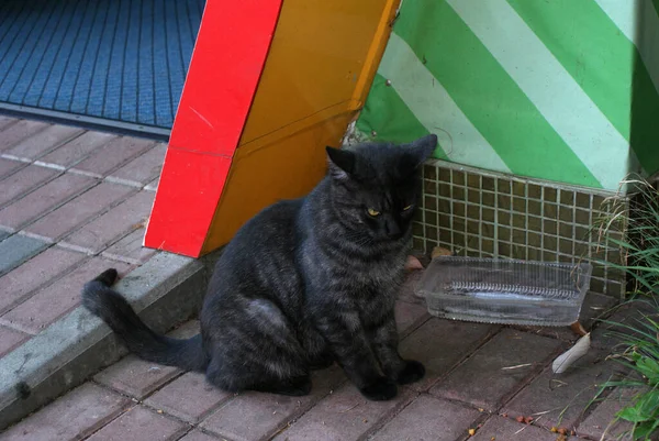 Безпритульний Кіт Відпочиває Вулиці — стокове фото