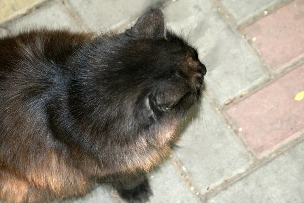 Bezdomny Kot Odpoczywający Ulicy — Zdjęcie stockowe