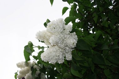 Bahar ve baharda açan beyaz leylak ağacı..