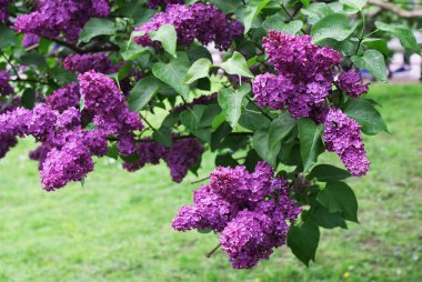 İlkbaharda, ilkbaharda açan leylak ağacı.