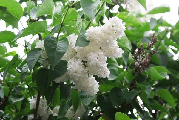 Witte Lila Bloeiende Boom Het Voorjaar Voorjaar — Stockfoto