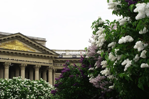 Lilacs Florescendo Primavera Catedral São Isaac São Petersburgo — Fotografia de Stock