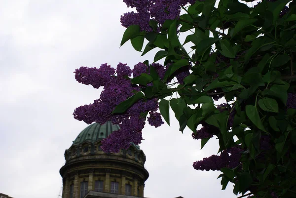 Blooming Lilacs Spring Isaac Cathedral Petersburg — Stock Photo, Image