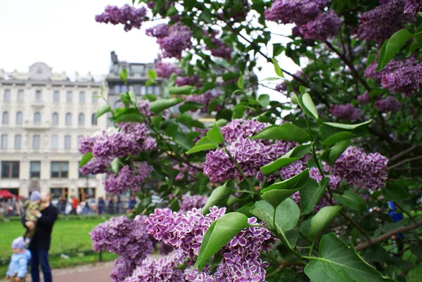 Lilás Árvore Florescente Primavera Primavera — Fotografia de Stock