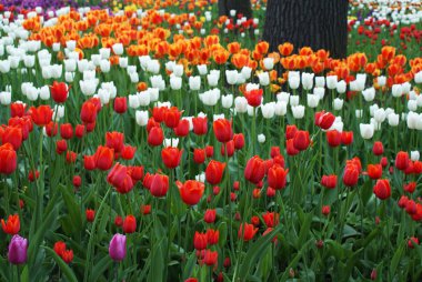 Parkta çok renkli laleler, bahçede çiçekler, ilkbahar.