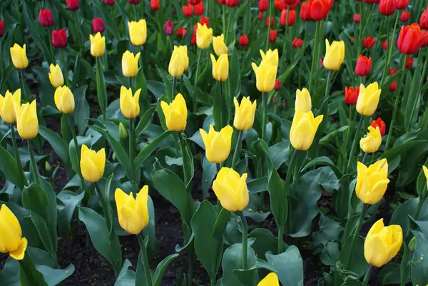 Bunte Tulpen Park Blumen Garten Frühling — Stockfoto