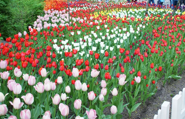 公園内の多色チューリップ 庭の花 — ストック写真