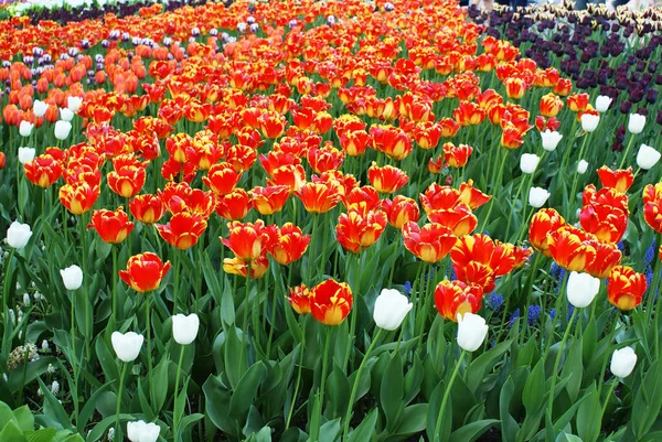 Bunte Tulpen Park Blumen Garten Frühling — Stockfoto