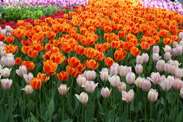 Bunte Tulpen Park Blumen Garten Frühling — Stockfoto