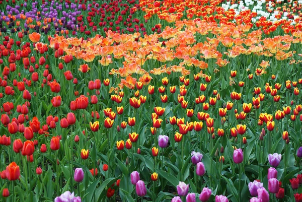 Tulipas Multicoloridas Parque Flores Jardim Primavera — Fotografia de Stock