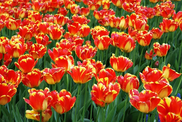 Multi-colored tulips in the park, flowers in the garden, spring.