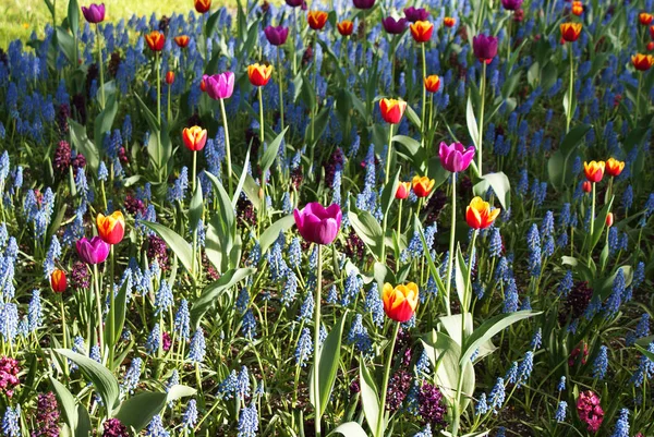 公園内の多色チューリップ 庭の花 ストック写真
