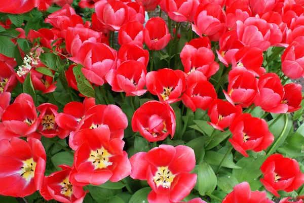 Bunte Tulpen Park Blumen Garten Frühling — Stockfoto