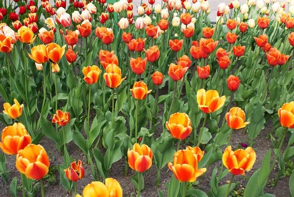 Bunte Tulpen Park Blumen Garten Frühling — Stockfoto