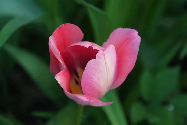 Tulpen Het Park Uitzicht Vanaf Top Bloemen Tuin Lente — Stockfoto