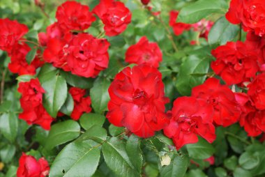 Yazın bir şehir parkında çiçekler, ağaçlar.