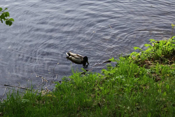 带着小鸭的野鸭在公园的湖里游泳 — 图库照片