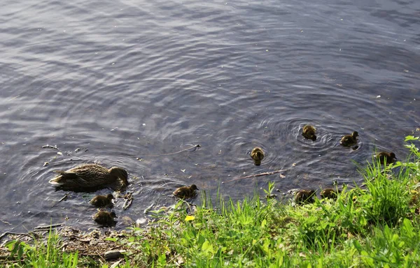 Wildenten Mit Entchen Schwimmen See Park — Stockfoto