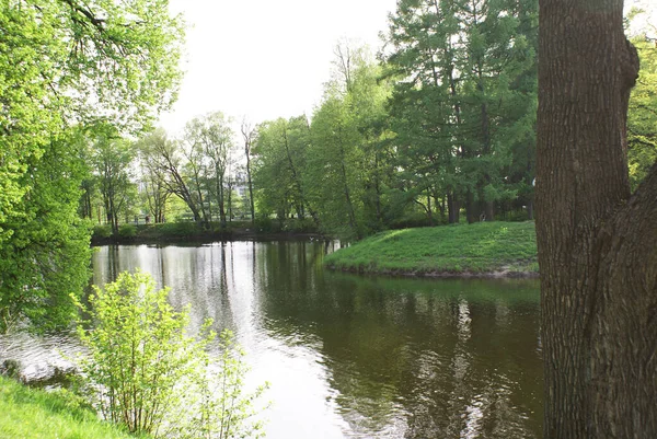 Sjön Parken Som Speglar Träd Natur Sommar — Stockfoto