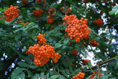 Yazın şehir parkında Rowan meyveleri, ağaçlar..