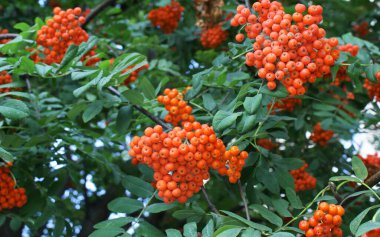 Yazın şehir parkında Rowan meyveleri, ağaçlar..