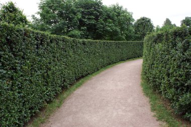 Yazın şehir parkı, vahşi yaşam, ağaçlar.