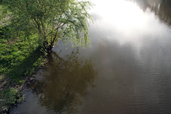 Lago Nel Parco Che Riflette Alberi Natura Estate — Foto Stock