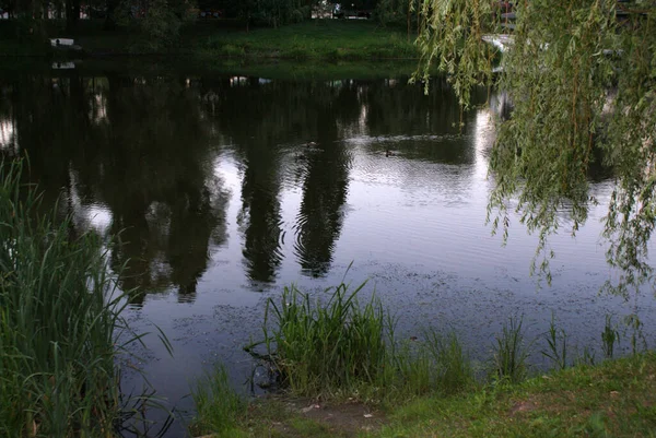 公园里的湖 反映了树木 — 图库照片
