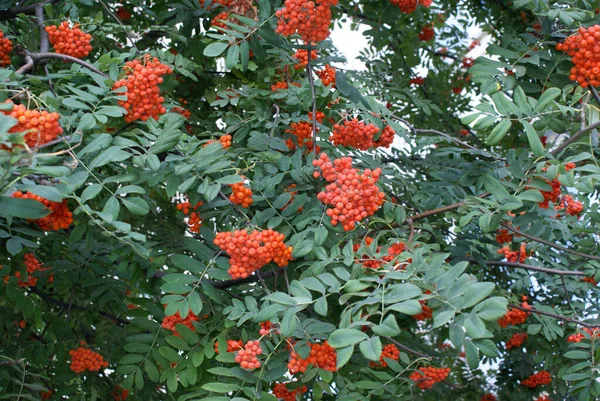 Bayas Rowan Parque Ciudad Verano Árboles —  Fotos de Stock