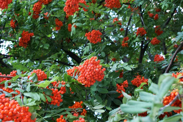 Bacche Rowan Parco Città Estate Alberi — Foto Stock