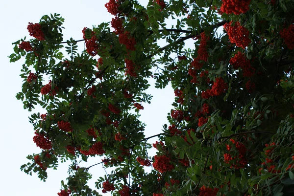 Jagody Rowan Parku Miejskim Latem Drzewa — Zdjęcie stockowe