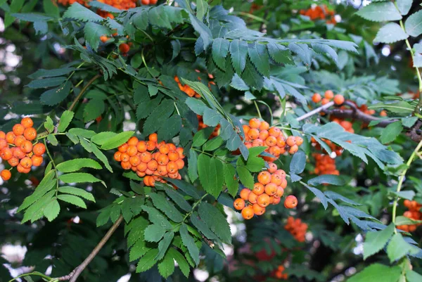 Rowan Berries City Park Summer Trees — Stock Photo, Image