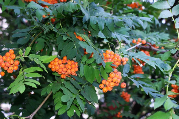 Bacche Rowan Parco Città Estate Alberi — Foto Stock