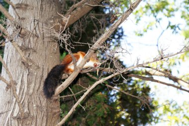 Kızıl sincap ormanda yürüyor..