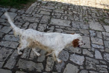 Köpek sokakta yürüyor, bir evcil hayvan..