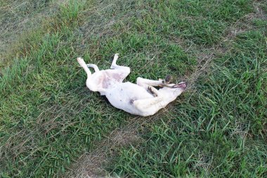 Köpek yalan söylüyor, hayvan dinleniyor..