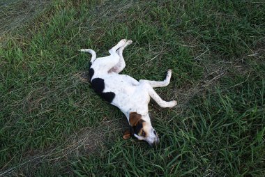 Köpek yalan söylüyor, hayvan dinleniyor..