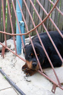 Köpek yalan söylüyor, hayvan dinleniyor..